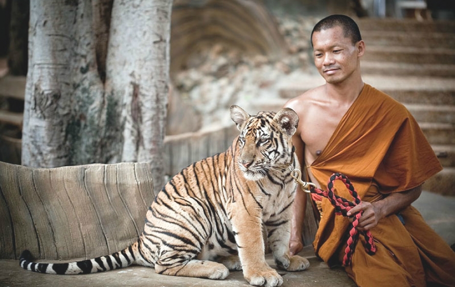 тигровый храм Wat Pha Luang Ta Bua в Таиланде закрылся